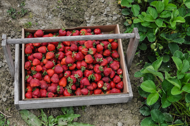 Strawberries-12